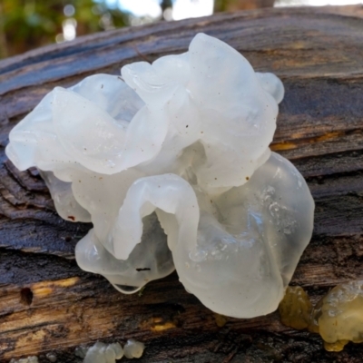 Tremella fuciformis (Snow Fungus) at Namadgi National Park - 30 Jun 2021 by Tankengine