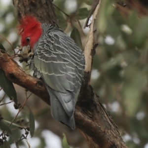 Callocephalon fimbriatum at Holt, ACT - suppressed