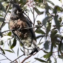 Callocephalon fimbriatum at Holt, ACT - 29 Jun 2021