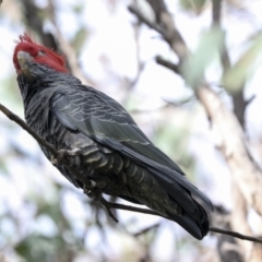 Callocephalon fimbriatum at Holt, ACT - suppressed