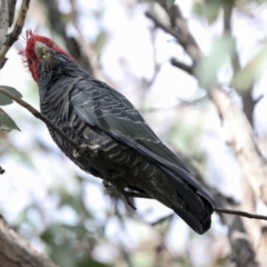 Callocephalon fimbriatum at Holt, ACT - suppressed