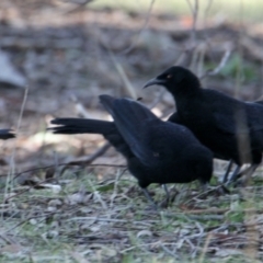 Corcorax melanorhamphos (White-winged Chough) at Springdale Heights, NSW - 28 Jun 2021 by PaulF