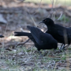 Corcorax melanorhamphos (White-winged Chough) at Albury - 28 Jun 2021 by PaulF