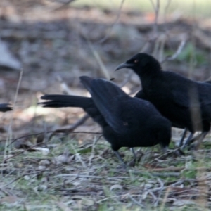 Corcorax melanorhamphos at Springdale Heights, NSW - 28 Jun 2021 01:20 PM