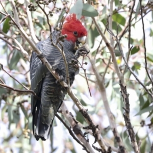 Callocephalon fimbriatum at Hawker, ACT - 29 Jun 2021