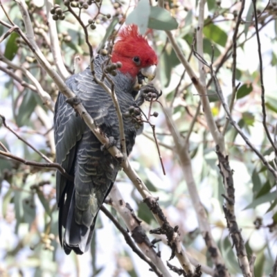 Callocephalon fimbriatum (Gang-gang Cockatoo) at The Pinnacle - 29 Jun 2021 by AlisonMilton