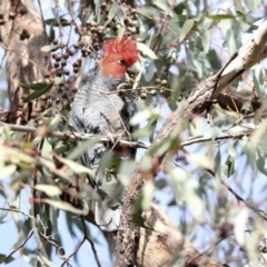 Callocephalon fimbriatum at Hawker, ACT - 29 Jun 2021