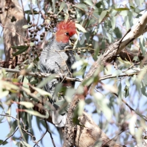 Callocephalon fimbriatum at Hawker, ACT - 29 Jun 2021