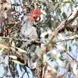 Callocephalon fimbriatum at Hawker, ACT - 29 Jun 2021