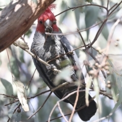 Callocephalon fimbriatum at Hawker, ACT - 29 Jun 2021