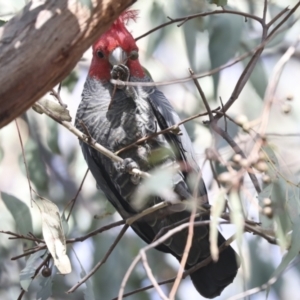 Callocephalon fimbriatum at Hawker, ACT - 29 Jun 2021