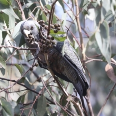 Callocephalon fimbriatum at Hawker, ACT - 29 Jun 2021