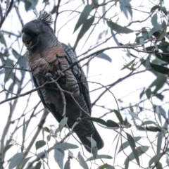 Callocephalon fimbriatum (Gang-gang Cockatoo) at Hawker, ACT - 29 Jun 2021 by AlisonMilton