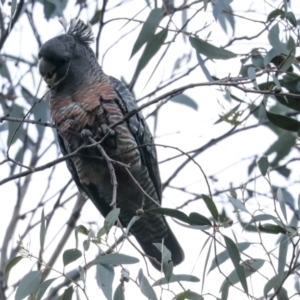 Callocephalon fimbriatum at Hawker, ACT - 29 Jun 2021