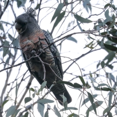 Callocephalon fimbriatum (Gang-gang Cockatoo) at Hawker, ACT - 29 Jun 2021 by AlisonMilton