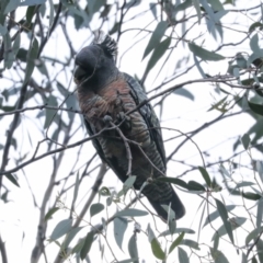 Callocephalon fimbriatum at Hawker, ACT - 29 Jun 2021