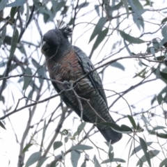 Callocephalon fimbriatum at Hawker, ACT - 29 Jun 2021