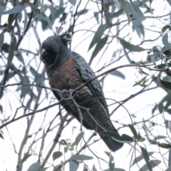 Callocephalon fimbriatum at Hawker, ACT - 29 Jun 2021