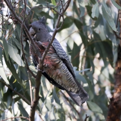 Callocephalon fimbriatum (Gang-gang Cockatoo) at The Pinnacle - 29 Jun 2021 by AlisonMilton