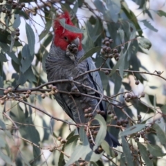 Callocephalon fimbriatum at Hawker, ACT - 29 Jun 2021