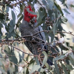 Callocephalon fimbriatum at Hawker, ACT - suppressed