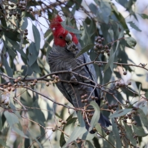 Callocephalon fimbriatum at Hawker, ACT - suppressed