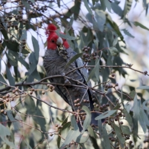 Callocephalon fimbriatum at Hawker, ACT - 29 Jun 2021