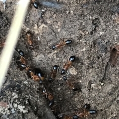 Camponotus consobrinus (Banded sugar ant) at Googong Reservoir - 14 Jun 2021 by Tapirlord