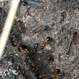 Camponotus consobrinus at Yarrow, NSW - 14 Jun 2021