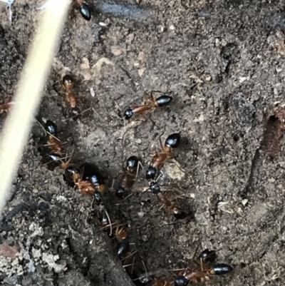 Camponotus consobrinus (Banded sugar ant) at Googong Reservoir - 14 Jun 2021 by Tapirlord