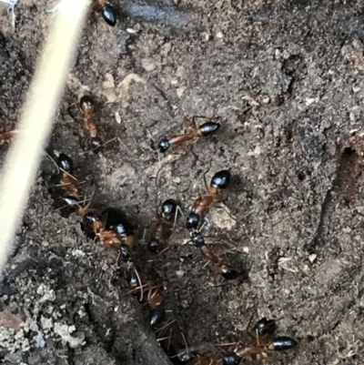 Camponotus consobrinus (Banded sugar ant) at Googong Foreshore - 14 Jun 2021 by Tapirlord