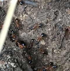Camponotus consobrinus (Banded sugar ant) at Yarrow, NSW - 14 Jun 2021 by Tapirlord