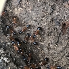 Camponotus consobrinus at Yarrow, NSW - 14 Jun 2021