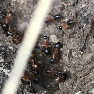 Camponotus consobrinus at Yarrow, NSW - 14 Jun 2021