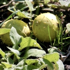 Cucumis myriocarpus (Prickly Paddy Melon) at Albury - 28 Jun 2021 by PaulF