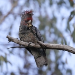 Callocephalon fimbriatum (Gang-gang Cockatoo) at The Pinnacle - 29 Jun 2021 by AlisonMilton