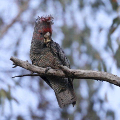 Callocephalon fimbriatum (Gang-gang Cockatoo) at The Pinnacle - 29 Jun 2021 by AlisonMilton