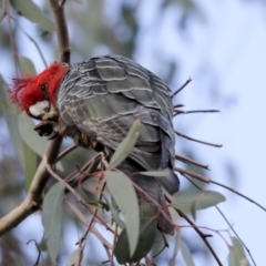 Callocephalon fimbriatum at Hawker, ACT - suppressed