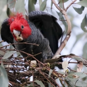 Callocephalon fimbriatum at Hawker, ACT - suppressed