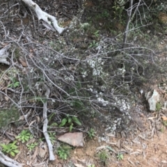 Leucopogon attenuatus (Small leaved beard heath) at Yarrow, NSW - 14 Jun 2021 by Tapirlord