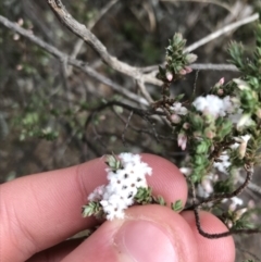 Leucopogon attenuatus at Yarrow, NSW - 14 Jun 2021