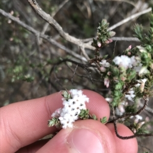 Styphelia attenuata at Yarrow, NSW - 14 Jun 2021 12:08 PM