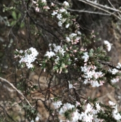 Leucopogon attenuatus at Yarrow, NSW - 14 Jun 2021