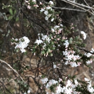 Styphelia attenuata at Yarrow, NSW - 14 Jun 2021