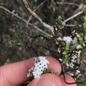Leucopogon attenuatus at Yarrow, NSW - 14 Jun 2021