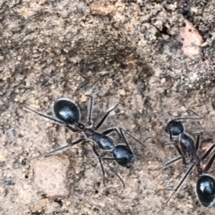 Camponotus intrepidus (Flumed Sugar Ant) at Yarrow, NSW - 14 Jun 2021 by Tapirlord