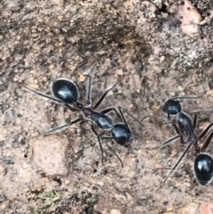 Camponotus intrepidus at Yarrow, NSW - 14 Jun 2021