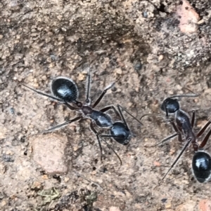 Camponotus intrepidus at Yarrow, NSW - 14 Jun 2021