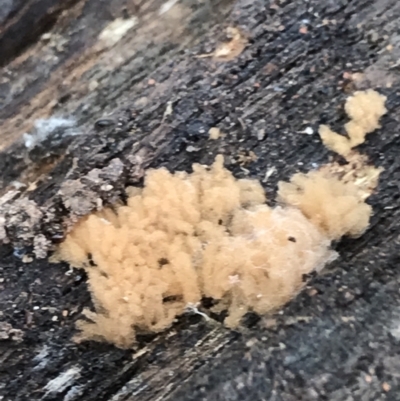 Arcyria sp. (genus) (A slime mould) at Googong Foreshore - 14 Jun 2021 by Tapirlord
