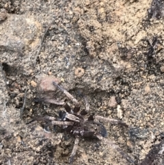 Mituliodon tarantulinus (Prowling Spider) at Yarrow, NSW - 14 Jun 2021 by Tapirlord